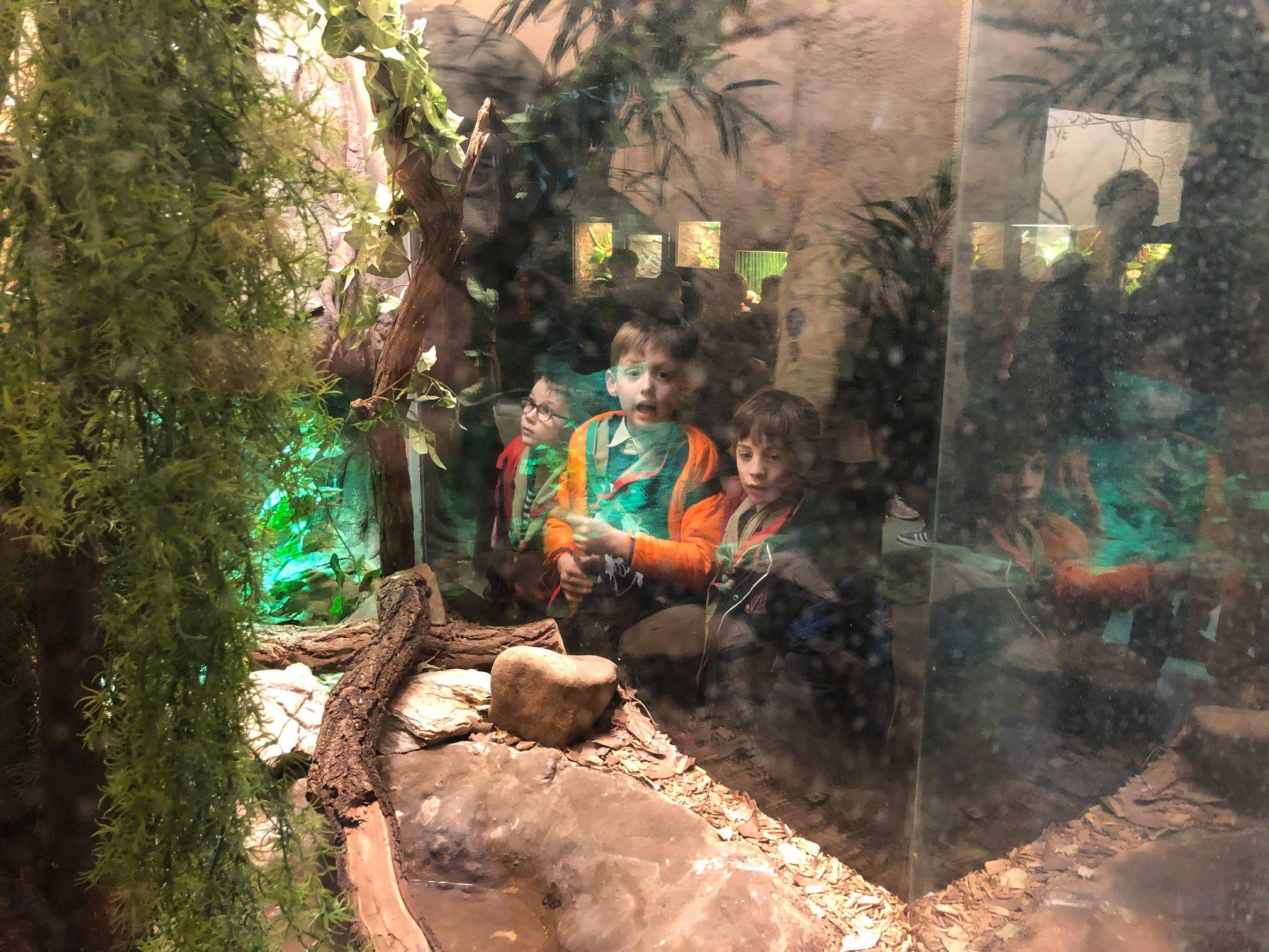 Sint-Martinus den XIIde - Zoo Antwerpen Kapoenen